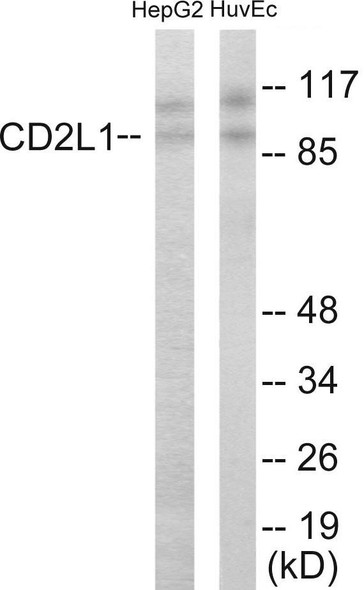 CDC2L1 Colorimetric Cell-Based ELISA (CBCAB00986)