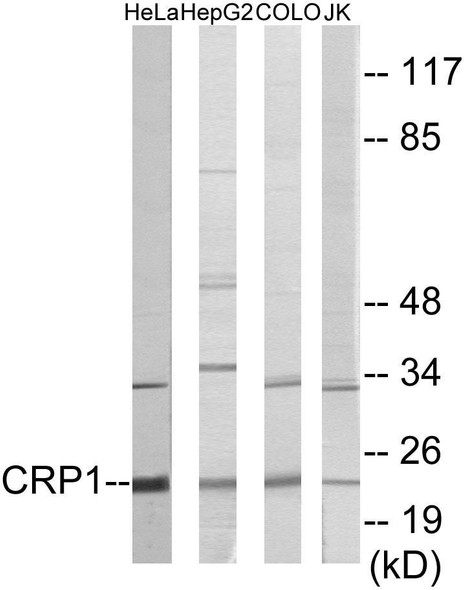 CRP1 Colorimetric Cell-Based ELISA (CBCAB00987)