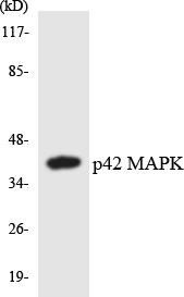 p42 MAPK Colorimetric Cell-Based ELISA (CBCAB00995)