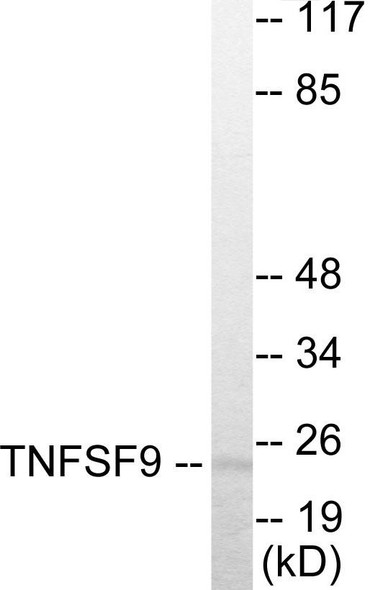 TNFSF9 Colorimetric Cell-Based ELISA (CBCAB01013)