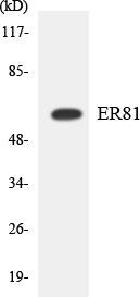 ER81 Colorimetric Cell-Based ELISA (CBCAB01024)