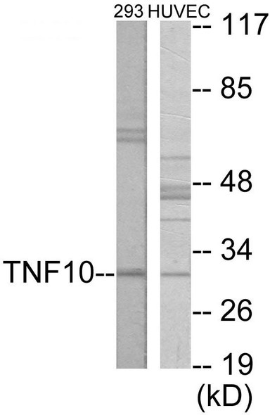 CD253 Colorimetric Cell-Based ELISA (CBCAB01025)