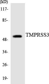 TMPRSS3 Colorimetric Cell-Based ELISA (CBCAB01046)