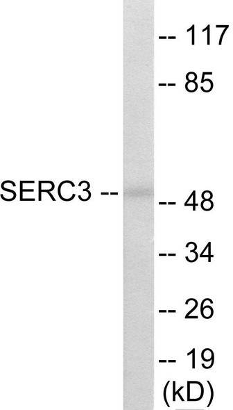 SERC3 Colorimetric Cell-Based ELISA (CBCAB01088)
