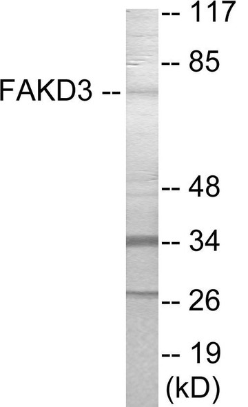 FAKD3 Colorimetric Cell-Based ELISA (CBCAB01102)