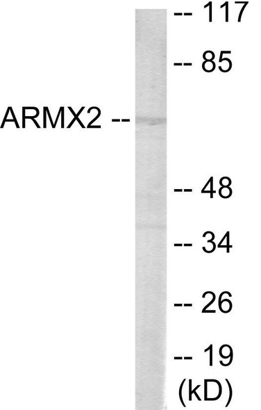 ARMCX2 Colorimetric Cell-Based ELISA (CBCAB01141)