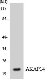AKAP14 Colorimetric Cell-Based ELISA (CBCAB01146)