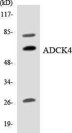 ADCK4 Colorimetric Cell-Based ELISA (CBCAB01177)