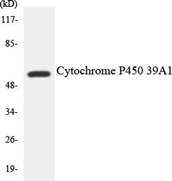 Cytochrome P450 2D6 Colorimetric Cell-Based ELISA (CBCAB01192)
