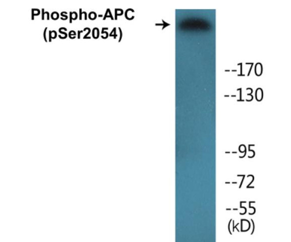 APC (Phospho-Ser2054)Colorimetric Cell-Based ELISA Kit (CBCAB01385)