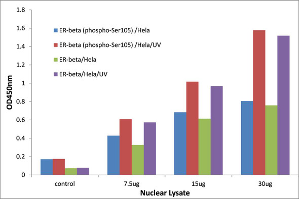 Estrogen Receptor-beta (Phospho-Ser105)Transcription Factor Activity Assay (TFAB00020)