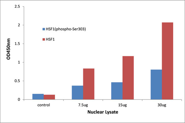 HSF1 (Phospho-Ser303)Transcription Factor Activity Assay (TFAB00034)