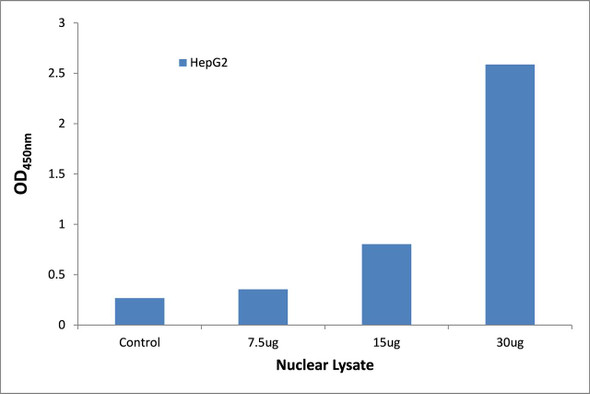 NF-kappaB p65 (Phospho-Ser311)Transcription Factor Activity Assay (TFAB00065)