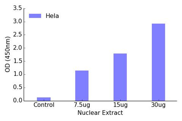c-Jun Transcription Factor Activity Assay (TFAB00076)
