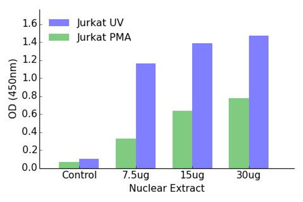 Fra-2 Transcription Factor Activity Assay (TFAB00078)