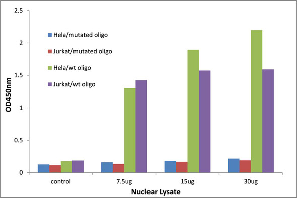 DLX5 Transcription Factor Activity Assay (TFAB00090)