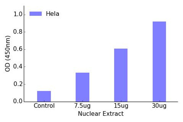 FOXH1 Transcription Factor Activity Assay (TFAB00110)