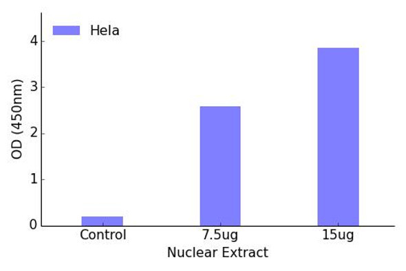 FOXK1 Transcription Factor Activity Assay (TFAB00113)
