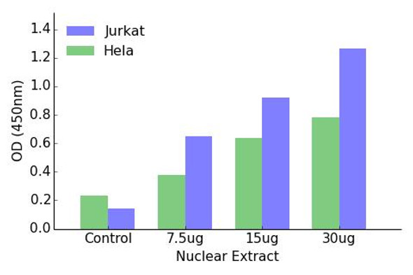 HOXD12 Transcription Factor Activity Assay (TFAB00126)