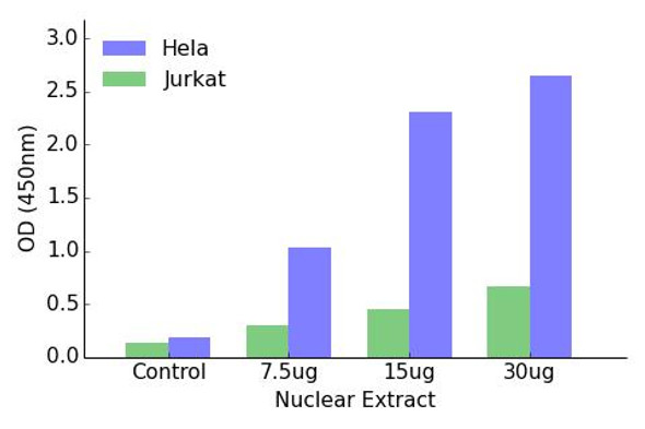 HOXD8 Transcription Factor Activity Assay (TFAB00128)