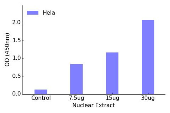 HSF1 Transcription Factor Activity Assay (TFAB00129)