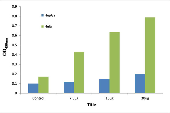 p73 Transcription Factor Activity Assay (TFAB00148)