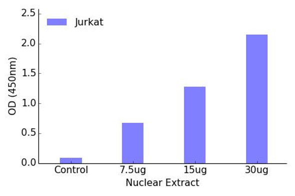 OCT2 Transcription Factor Activity Assay (TFAB00150)