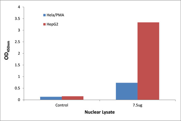 STAT5A Transcription Factor Activity Assay (TFAB00166)