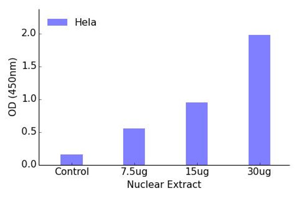 TBX2 Transcription Factor Activity Assay (TFAB00169)