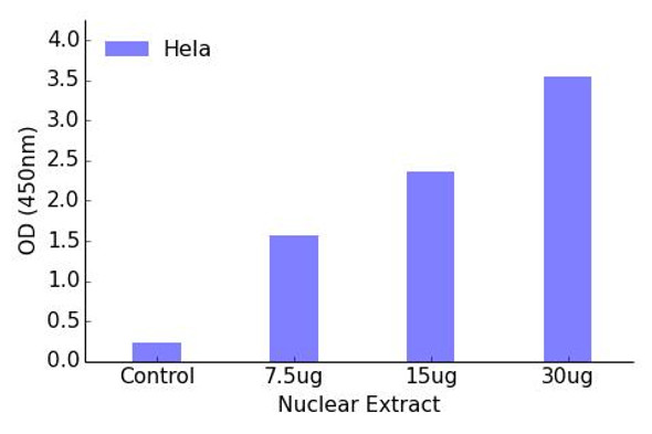 TBX3 Transcription Factor Activity Assay (TFAB00170)
