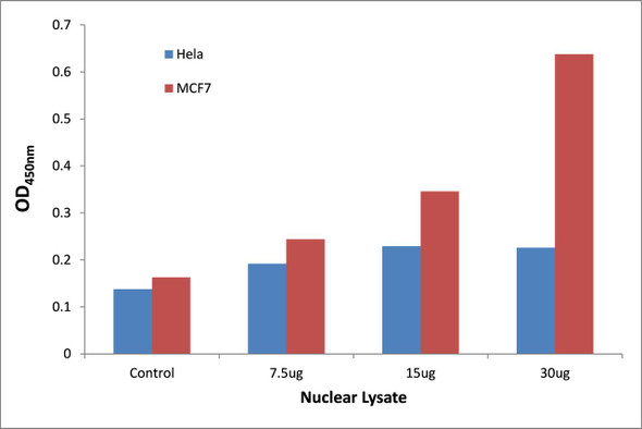 TFE3 Transcription Factor Activity Assay (TFAB00180)