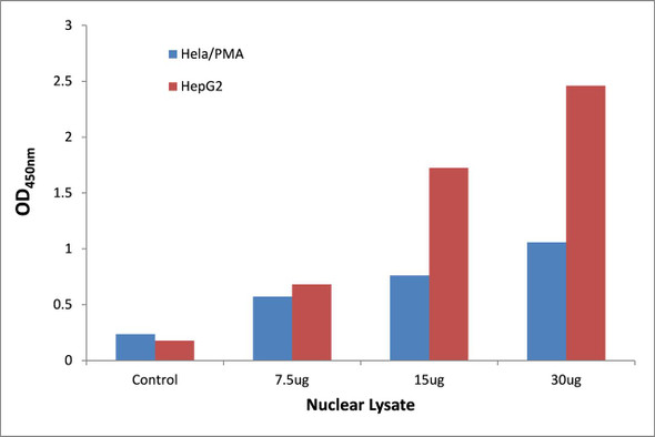 STAT3 Transcription Factor Activity Assay (TFAB00185)