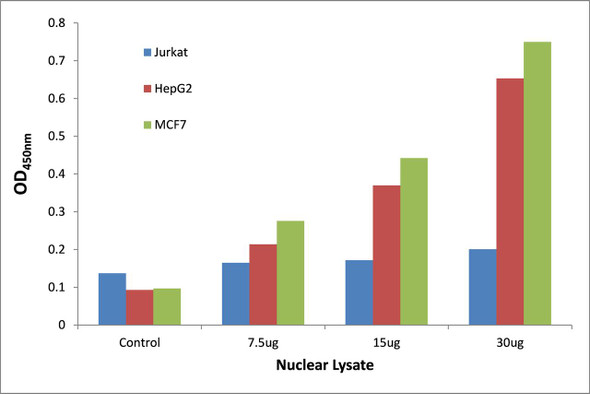 TTF1 Transcription Factor Activity Assay (TFAB00191)