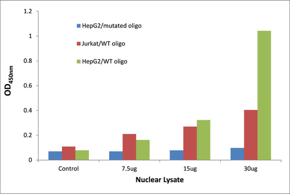 KLF7 Transcription Factor Activity Assay (TFAB00194)