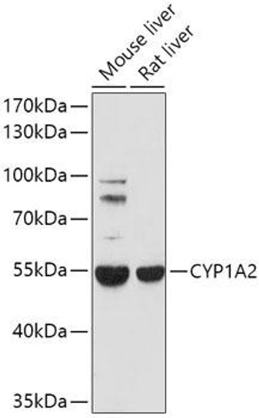 CYP1A2 Rabbit Polyclonal Antibody (CAB0062)