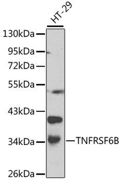 TNFRSF6B Rabbit Polyclonal Antibody (CAB0649)