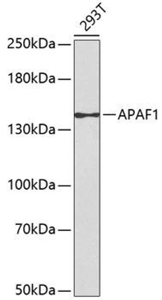 APAF1 Rabbit Polyclonal Antibody (CAB0751)