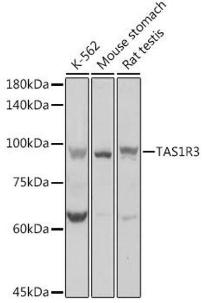 TAS1R3 Rabbit Polyclonal Antibody (CAB10157)