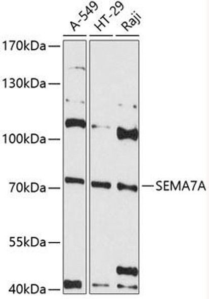 SEMA7A Rabbit Polyclonal Antibody (CAB12039)