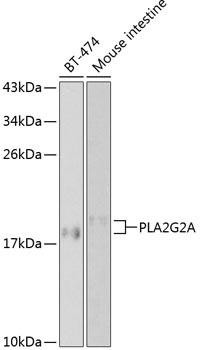 PLA2G2A Rabbit Polyclonal Antibody (CAB1234)