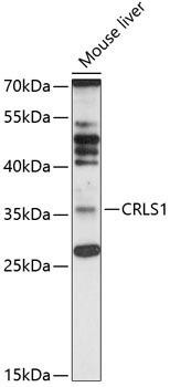 CRLS1 Rabbit Polyclonal Antibody (CAB12388)
