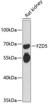 FZD5 Rabbit Polyclonal Antibody (CAB12775)