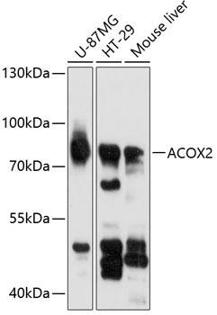 ACOX2 Rabbit Polyclonal Antibody (CAB12796)