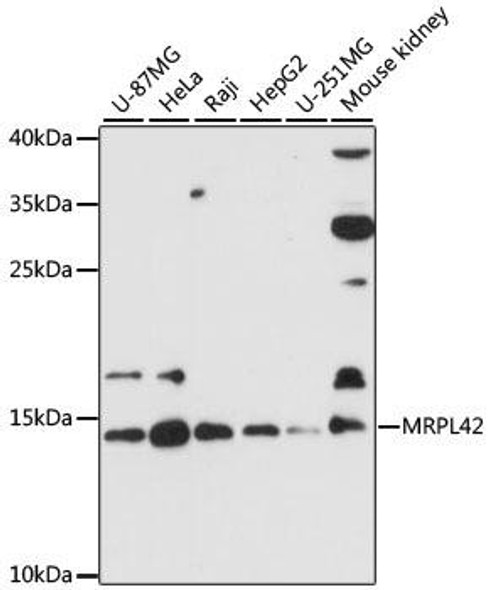 MRPL42 Rabbit Polyclonal Antibody (CAB12811)