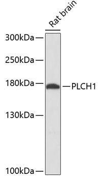 PLCH1 Rabbit Polyclonal Antibody (CAB12903)