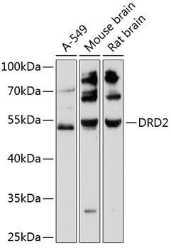DRD2 Rabbit Polyclonal Antibody (CAB12930)