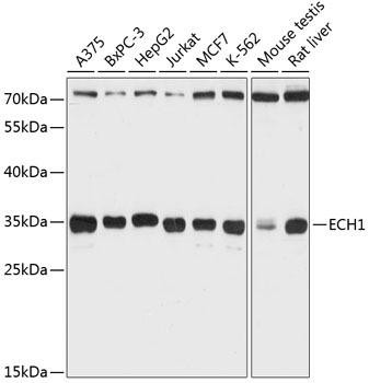 ECH1 Rabbit Polyclonal Antibody (CAB12944)