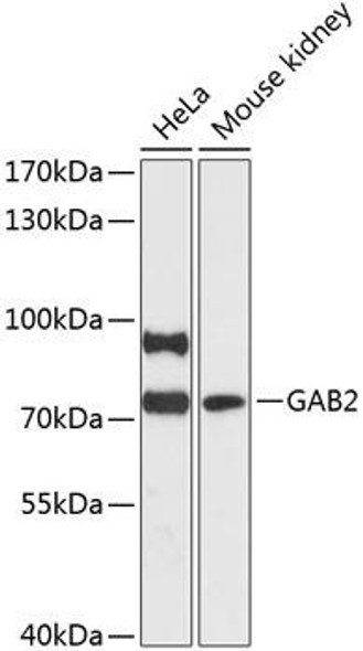 GAB2 Rabbit Polyclonal Antibody (CAB13066)