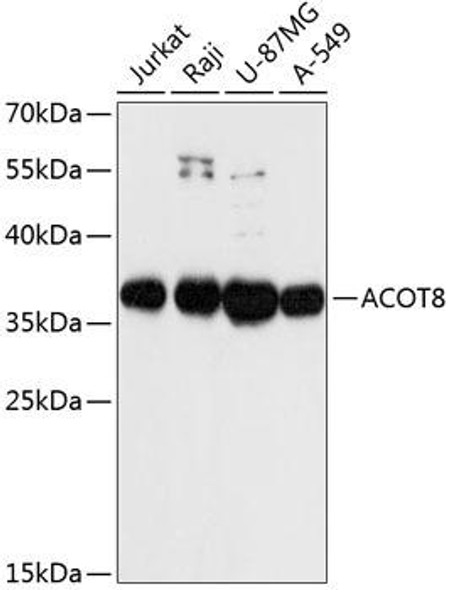 ACOT8 Rabbit Polyclonal Antibody (CAB13067)