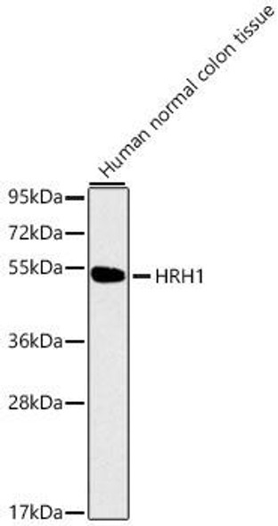 HRH1 Rabbit Polyclonal Antibody (CAB1422)